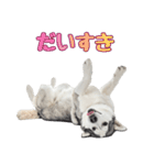 クール顔なのに甘えん坊なハスキーの日常（個別スタンプ：13）