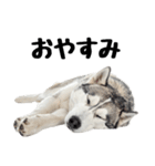 クール顔なのに甘えん坊なハスキーの日常（個別スタンプ：14）