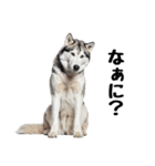 クール顔なのに甘えん坊なハスキーの日常（個別スタンプ：15）