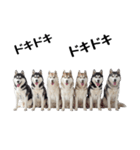 クール顔なのに甘えん坊なハスキーの日常（個別スタンプ：16）