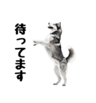 クール顔なのに甘えん坊なハスキーの日常（個別スタンプ：17）