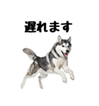 クール顔なのに甘えん坊なハスキーの日常（個別スタンプ：18）