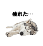 クール顔なのに甘えん坊なハスキーの日常（個別スタンプ：19）