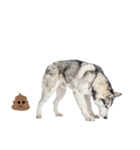 クール顔なのに甘えん坊なハスキーの日常（個別スタンプ：21）