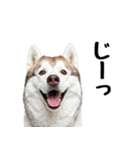 クール顔なのに甘えん坊なハスキーの日常（個別スタンプ：24）