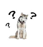 クール顔なのに甘えん坊なハスキーの日常（個別スタンプ：25）