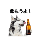 クール顔なのに甘えん坊なハスキーの日常（個別スタンプ：29）