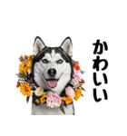 クール顔なのに甘えん坊なハスキーの日常（個別スタンプ：31）