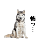 クール顔なのに甘えん坊なハスキーの日常（個別スタンプ：32）