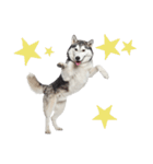 クール顔なのに甘えん坊なハスキーの日常（個別スタンプ：34）