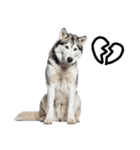 クール顔なのに甘えん坊なハスキーの日常（個別スタンプ：36）
