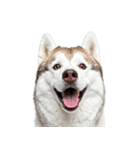 クール顔なのに甘えん坊なハスキーの日常（個別スタンプ：37）