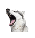 クール顔なのに甘えん坊なハスキーの日常（個別スタンプ：40）