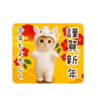 年末年始＆あけおめ！うまの着ぐるみネコ♡（個別スタンプ：7）