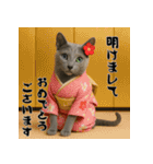 毎年使える♡ロシアンブルーの年末年始（個別スタンプ：1）