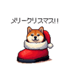 冬 年末年始のふとっちょ柴犬 ずっと使える（個別スタンプ：1）