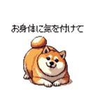 冬 年末年始のふとっちょ柴犬 ずっと使える（個別スタンプ：13）