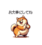 冬 年末年始のふとっちょ柴犬 ずっと使える（個別スタンプ：15）