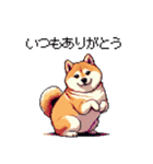 冬 年末年始のふとっちょ柴犬 ずっと使える（個別スタンプ：27）