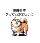 冬 年末年始のふとっちょ柴犬 ずっと使える（個別スタンプ：31）
