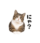 動くっ！キジトラ♪ 猫写真アニメスタンプ（個別スタンプ：1）