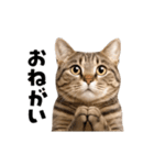 動くっ！キジトラ♪ 猫写真アニメスタンプ（個別スタンプ：3）