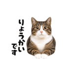 動くっ！キジトラ♪ 猫写真アニメスタンプ（個別スタンプ：4）