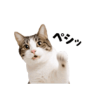 動くっ！キジトラ♪ 猫写真アニメスタンプ（個別スタンプ：5）