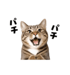 動くっ！キジトラ♪ 猫写真アニメスタンプ（個別スタンプ：6）