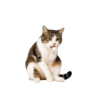 動くっ！キジトラ♪ 猫写真アニメスタンプ（個別スタンプ：7）