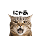 動くっ！キジトラ♪ 猫写真アニメスタンプ（個別スタンプ：8）
