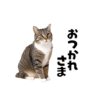動くっ！キジトラ♪ 猫写真アニメスタンプ（個別スタンプ：9）