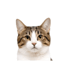 動くっ！キジトラ♪ 猫写真アニメスタンプ（個別スタンプ：10）