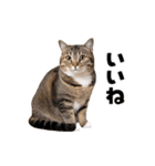 動くっ！キジトラ♪ 猫写真アニメスタンプ（個別スタンプ：11）
