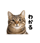 動くっ！キジトラ♪ 猫写真アニメスタンプ（個別スタンプ：12）