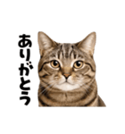 動くっ！キジトラ♪ 猫写真アニメスタンプ（個別スタンプ：13）