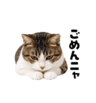 動くっ！キジトラ♪ 猫写真アニメスタンプ（個別スタンプ：14）
