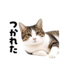 動くっ！キジトラ♪ 猫写真アニメスタンプ（個別スタンプ：15）