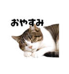 動くっ！キジトラ♪ 猫写真アニメスタンプ（個別スタンプ：16）