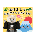 名入れ☆癒しポメの毎年使える年賀状（個別スタンプ：1）
