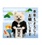 名入れ☆癒しポメの毎年使える年賀状（個別スタンプ：7）
