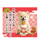 名入れ☆癒しポメの毎年使える年賀状（個別スタンプ：8）