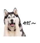 シベリアンハスキー★即返信に使える！（個別スタンプ：1）