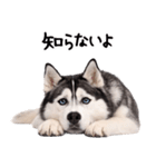 シベリアンハスキー★即返信に使える！（個別スタンプ：3）