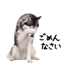 シベリアンハスキー★即返信に使える！（個別スタンプ：5）