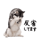 シベリアンハスキー★即返信に使える！（個別スタンプ：6）