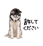 シベリアンハスキー★即返信に使える！（個別スタンプ：7）