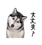 シベリアンハスキー★即返信に使える！（個別スタンプ：8）