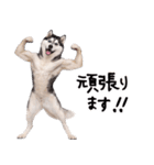 シベリアンハスキー★即返信に使える！（個別スタンプ：11）