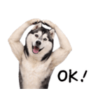 シベリアンハスキー★即返信に使える！（個別スタンプ：12）